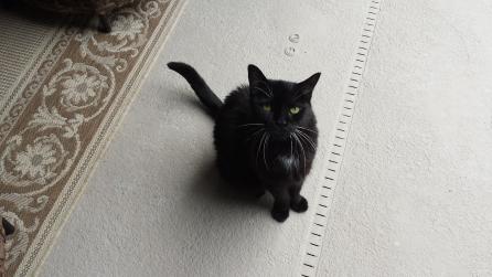 Shadow