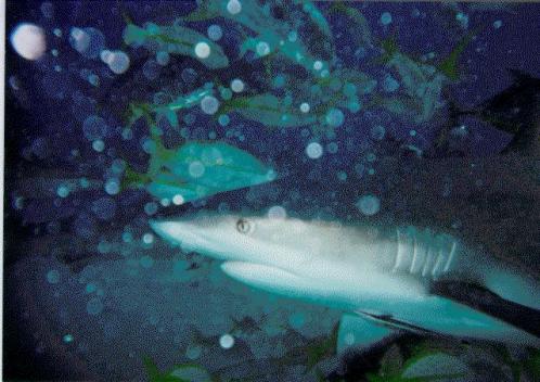 shark1.jpg