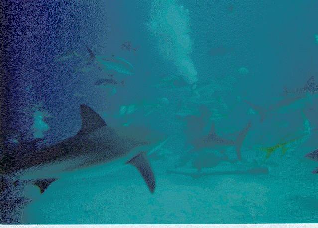shark2