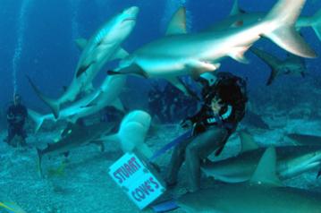 sharkdive