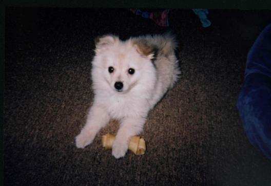 Shatz as a puppy