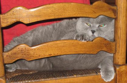Shelton always has to have a paw up on a rung.