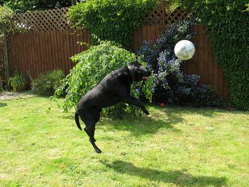 Silly doggit.. now he'll have a headache!