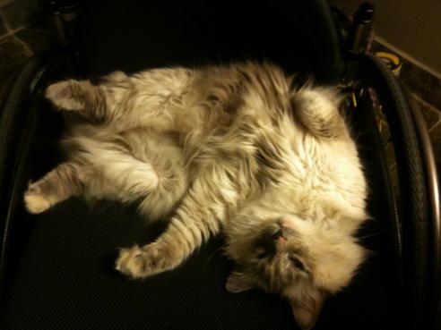 sleeping in wc