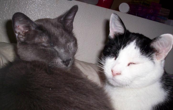 sleepingkittys