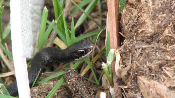 small black snake 010