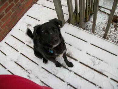 Small SnowDog
