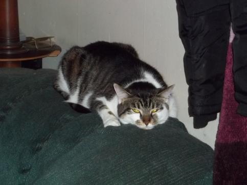 Snikers AKA Little kitty AKA Kitten