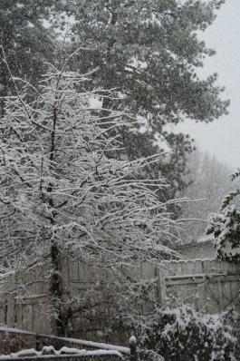 snowpics1 019