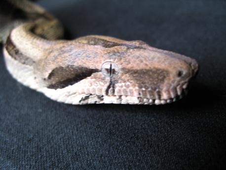Sophie the nicaraguan boa