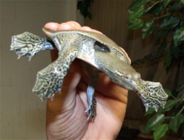 spinysoftshellflying
