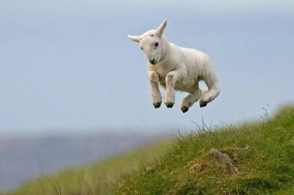 Spring Lamb