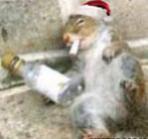 squirrel
