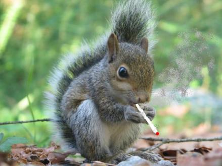 squirrel