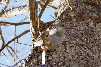 squirrel2