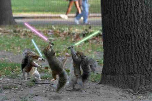 squirrels lightsabres