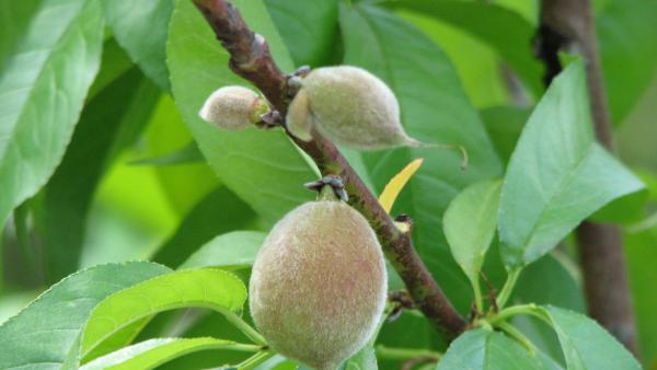 start of my peaches!