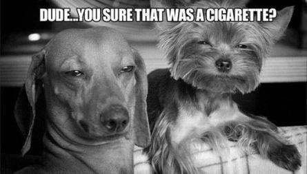 stoned