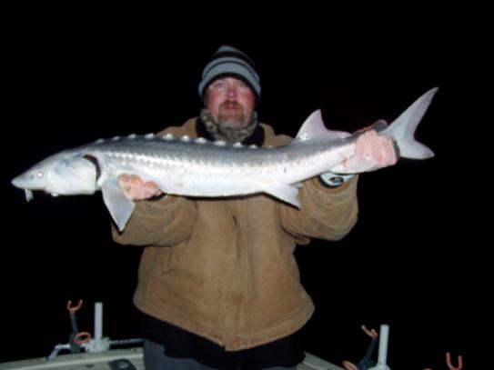 Sturgeon
