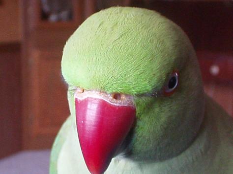 Such a handsome bird.