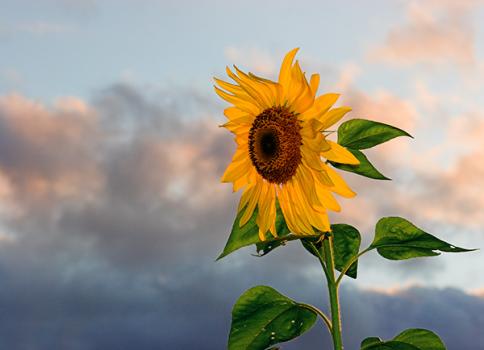 Sunflower adn Sky Final