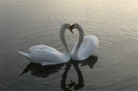 swans