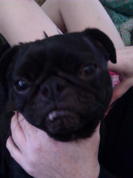 Tank, our black Pug.