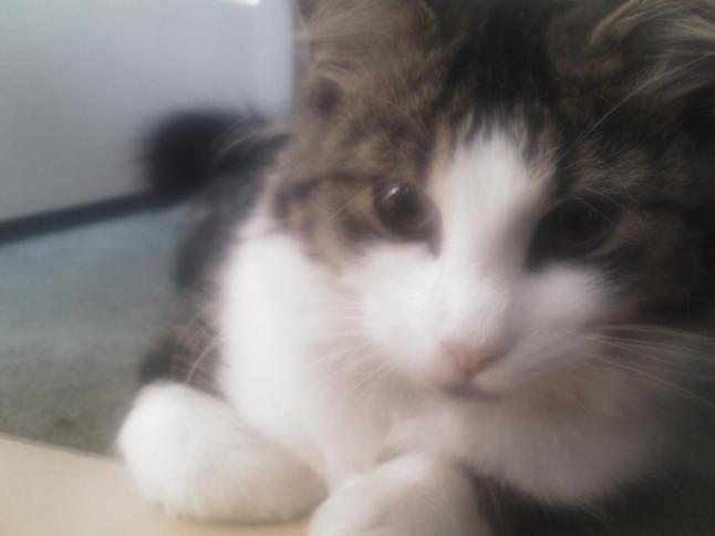 teddie