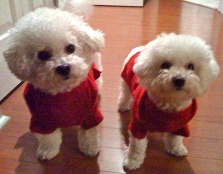Teddy & Baby Lulu