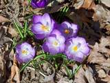 th 100 0232
SPRING FLOWERS