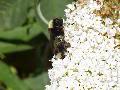 th bees777resized