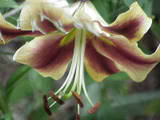 th lily