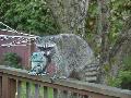 th raccoonresized