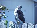 th resized hawkresized