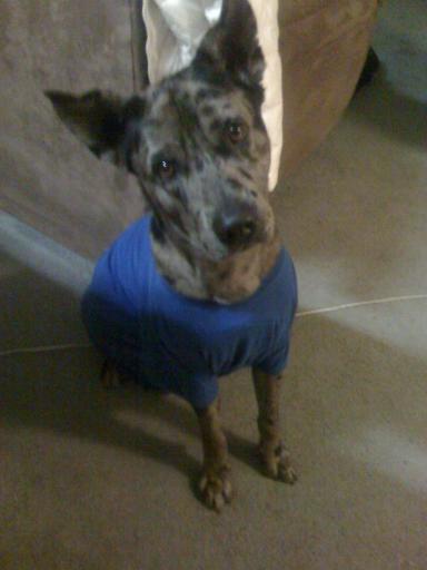 That's MY tshirt, Beau!  =)