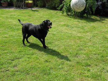The ball's coming... !!!