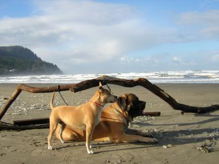 the beautiful Oregon coastline