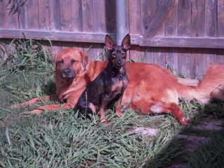 The Dogs