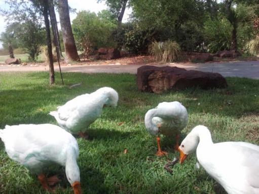 The Fabulous Four...Gabby, Tickles, Faith and Hope :-)