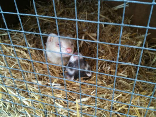 The ferrety boys