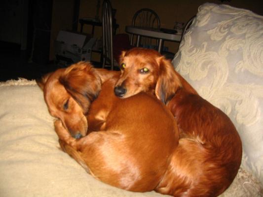the fur babies