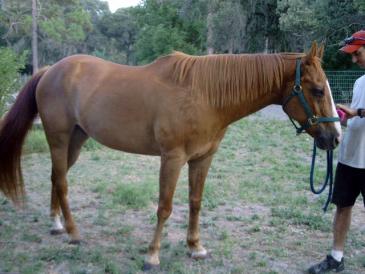 This is Conrad my QH gelding