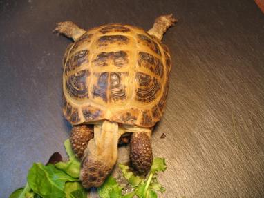 This is Scuttle. He is a russian tortoise