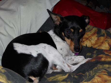 This one's Dutch. Before her first bday, she had already been in 3 homes...I guess in her case the FOURTH's a charm...it took almost a year for her to accept love and now shes the sweetest, most loving dog and doesnt leave my side :)
