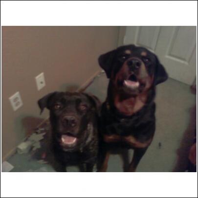 This pic is about 3ish months old. Cali is about 20lbs bigger now, almost as big as coco!
