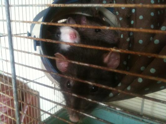 Three-quarters of the ratty girls