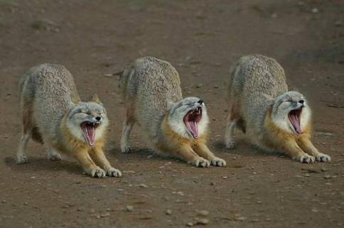 Three's a Yawnin