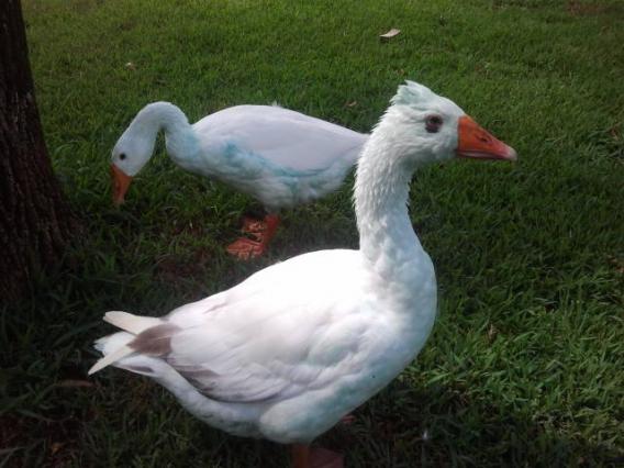 Tickles (front) and Hope (back) . ..All blue after getting in small fish pond :-)