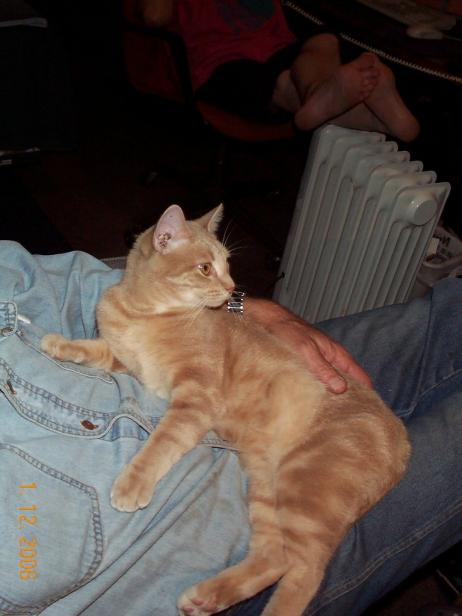 Tigger - one of the greatest cats we ever had.