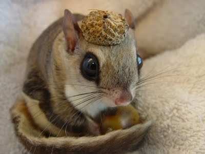 tinysquirrel
